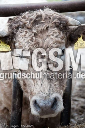 Hausrind (171 von 174).jpg